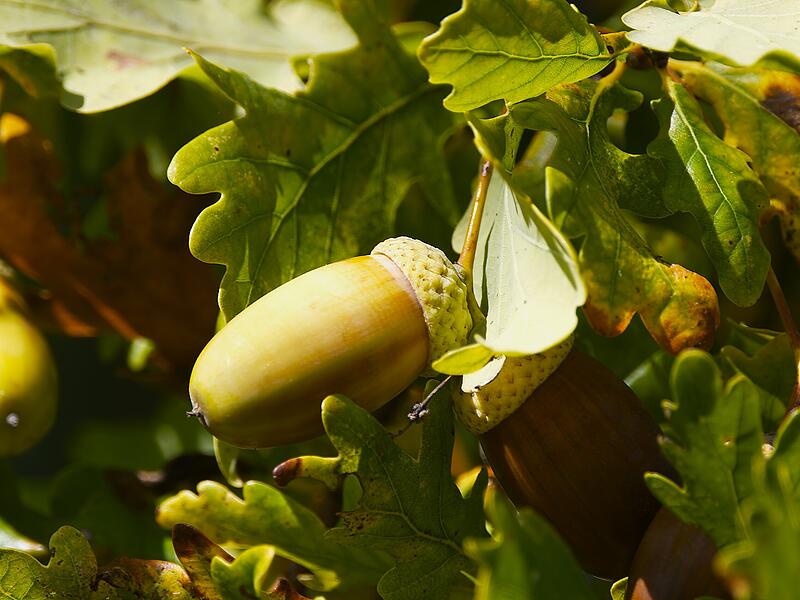 Jetzt im Herbstzeit reifen die Früchte für den Winter, wie Kastanien und Eicheln.
