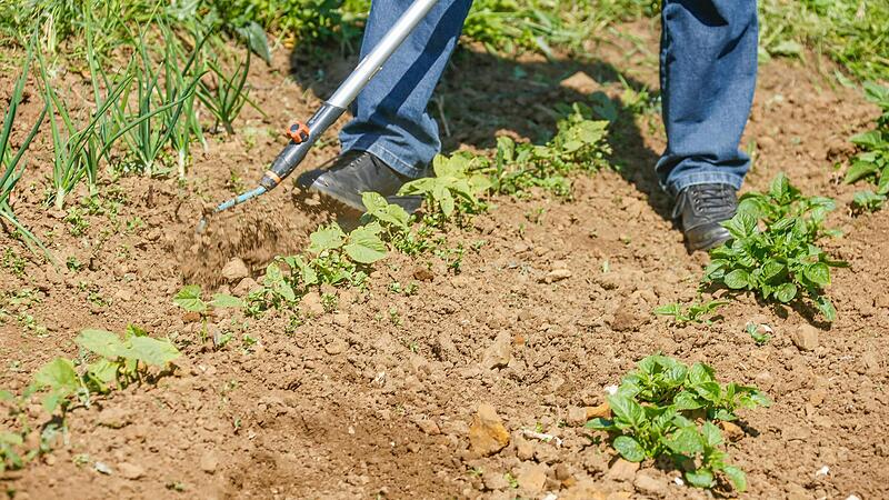 Ein starkes Wurzelwerk und einen festen Stand erreichen G&auml;rtner durch Anh&auml;ufeln des Gem&uuml;ses mit Erde. Angeh&auml;ufelt werden Dicke Bohnen, Erbsen, Gurken, Kopf-Kohlarten, Tomaten, Kartoffeln und Porree.