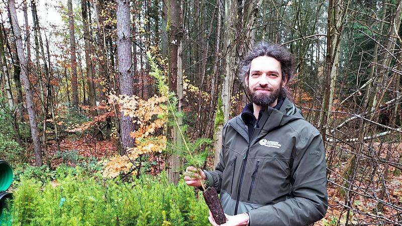 Benedikt K&uuml;gel wird Douglasien pflanzen, weil die mit dem ver&auml;nderten Klima besser zurechtkommen.