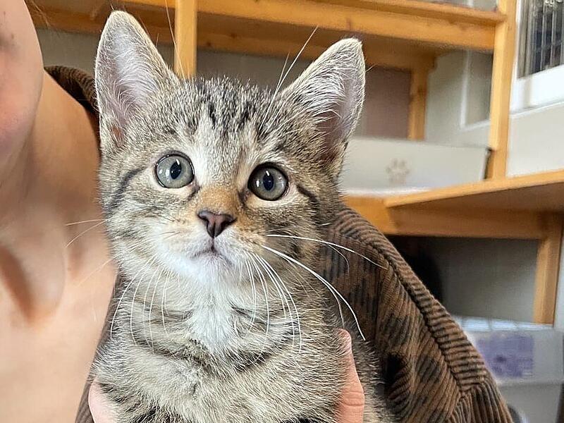 Gwenny sucht ebenfalls neue Herrchen oder Frauchen.