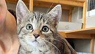 Gwenny sucht ebenfalls neue Herrchen oder Frauchen.