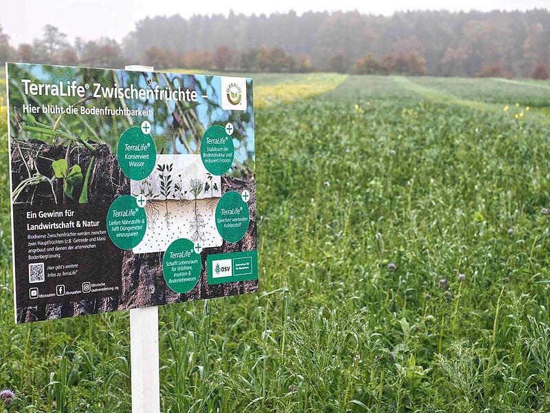 Trinkwasserschutz mit Zwischenfrüchten, Feldversuch in Neustadt