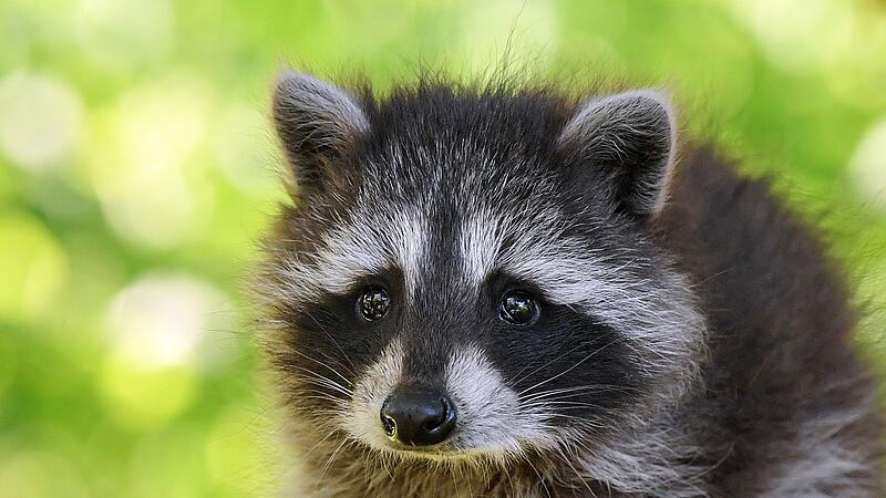 Staupe Tollwut Waschb&auml;ren Krankheiten Wildtiere