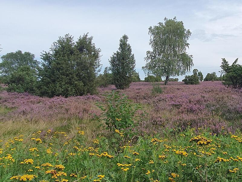 Eindrücke aus der Wacholderheide bei Faßberg in der Südheide2023 Heidschnuckenweg Teil 5