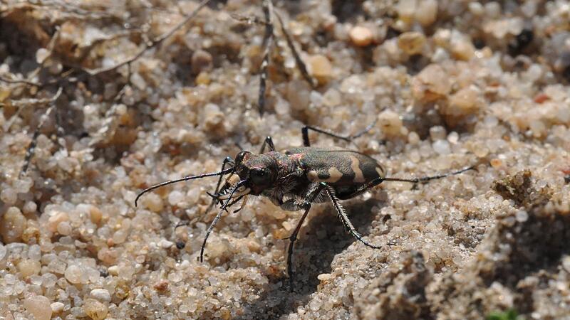 Der D&uuml;nen-Sandlaufk&auml;fer ist ein  echter fr&auml;nkischer Ureinwohner.