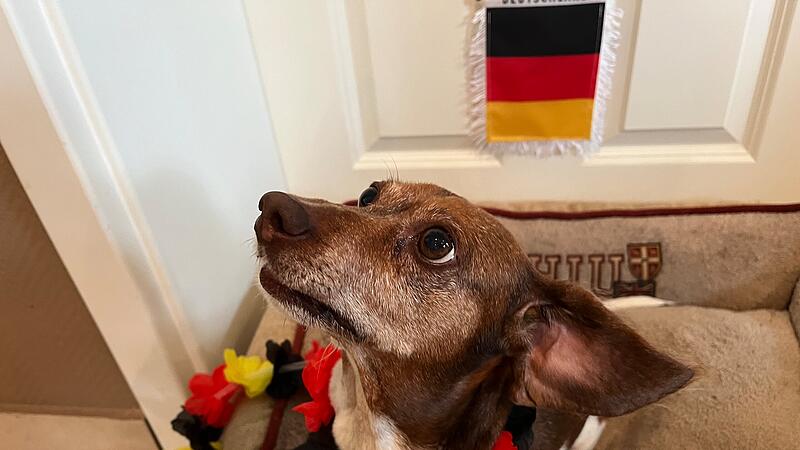 EM-Orakel Lucy tippt den Ausgang des Viertelfinales