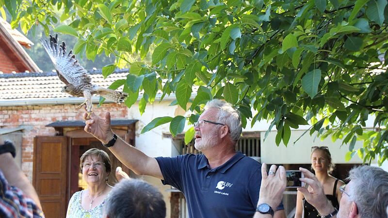 F&uuml;r solche Momente lohnt sich die Arbeit in der Auffangstation f&uuml;r Greifv&ouml;gel. Ulrich Leicht entl&auml;sst einen gesund gepflegten Turmfalken in die Freiheit.
