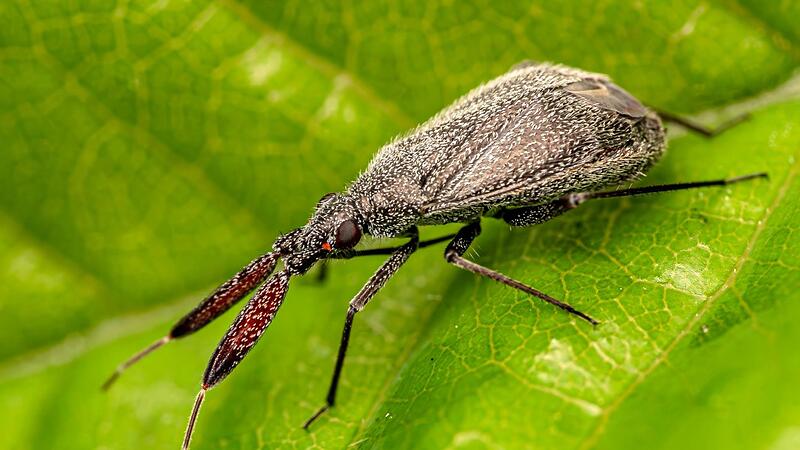 Im Zentrum des Interesses: die Essigrosen-Dickf&uuml;hlerweichwanze.