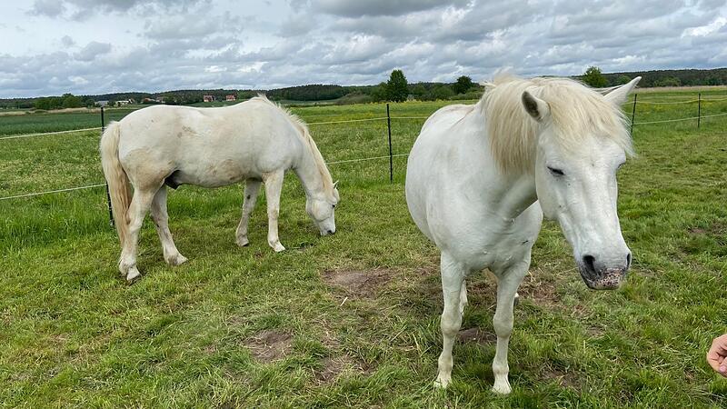 Camargue-Pferde tragen wegen ihrer natürlichen Eigenschaften zur Pflege des Naturschutzgebiets Mohrhofgebiets an den Weihern bei Höchstadt bei.