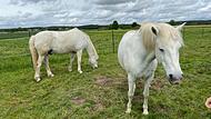 Camargue-Pferde tragen wegen ihrer natürlichen Eigenschaften zur Pflege des Naturschutzgebiets Mohrhofgebiets an den Weihern bei Höchstadt bei.