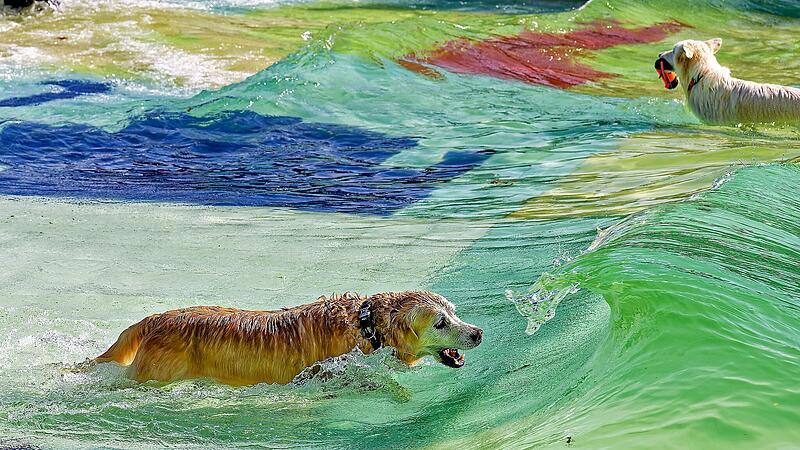 Hundebadetag im Stadionbad Bamberg 2026
