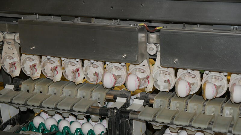 Die Eier werden gr&ouml;&szlig;tenteils maschinell f&uuml;r den Verkauf fertiggemacht.