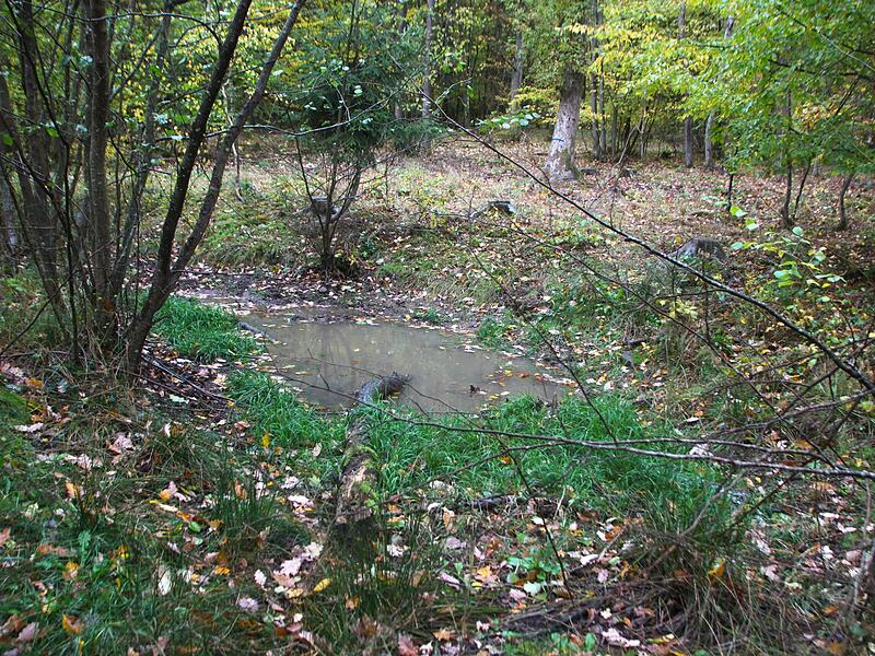 Ein Wasserr&uuml;ckhaltebecken soll den Niederschlag im Wald speichern.