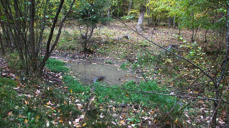 Ein Wasserr&uuml;ckhaltebecken soll den Niederschlag im Wald speichern.