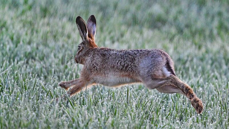 Feldhase