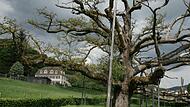 Dunkle Wolken brauen sich &uuml;ber der K&ouml;nig-Ludwig-Eiche zusammen. Die Betreiber der Limes-Schlossklinik im F&uuml;rstenhof (links) wollen oberhalb eine Rehaklinik errichten und k&ouml;nnten mit dem Naturdenkmal in Konflikt kommen.