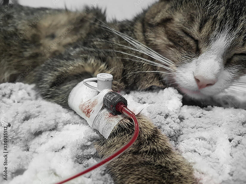 Bluttransfusion Bluttransfusion