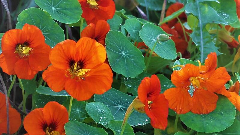 Die Kapuzinerkresse bereichert Kräuter- und Gemüsebeete. Auch für die Bepflanzung von Balkonen oder Terrassen ist sie bestens geeignet- und dazu noch sehr dekorativ.