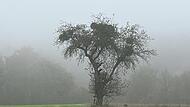 Das Herbstwetter bringt auch im Landkreis Forchheim immer wieder &Uuml;berraschungen mit sich.Forchheim & Fr&auml;nkische Schweiz