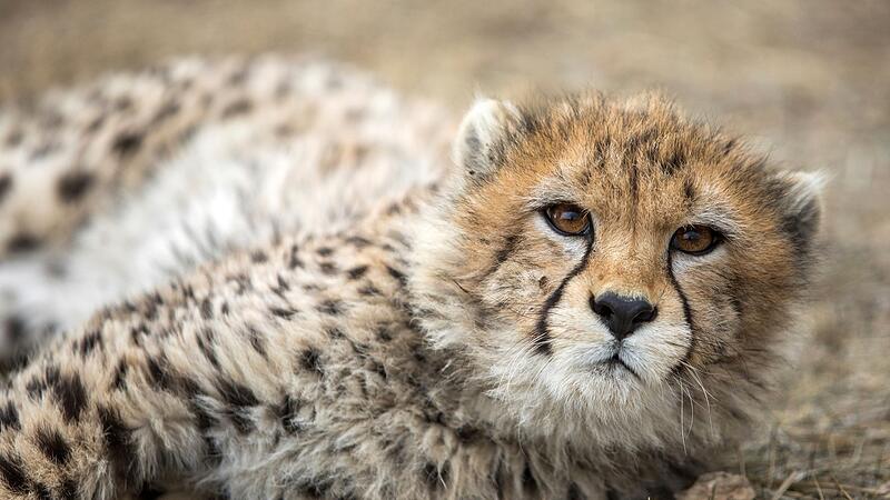 Asiatischer Gepard