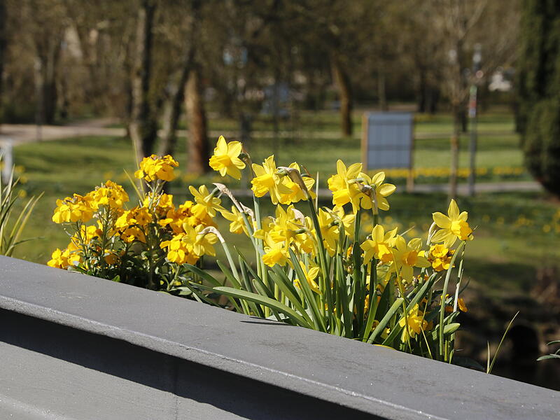 Pflanzenkästen auf dem Arkadensteg in fröhlichen FrühlingsfarbenFrühlingsblumen in Bad Kissingen Pflanzenkästen auf dem Arkadensteg in fröhlichen Frühlingsfarben