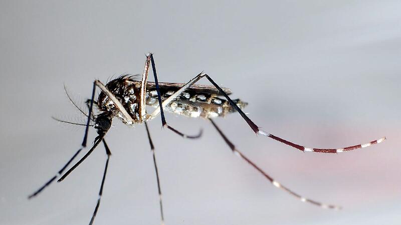 Stechmücke der Art «Aedes aegypti»
