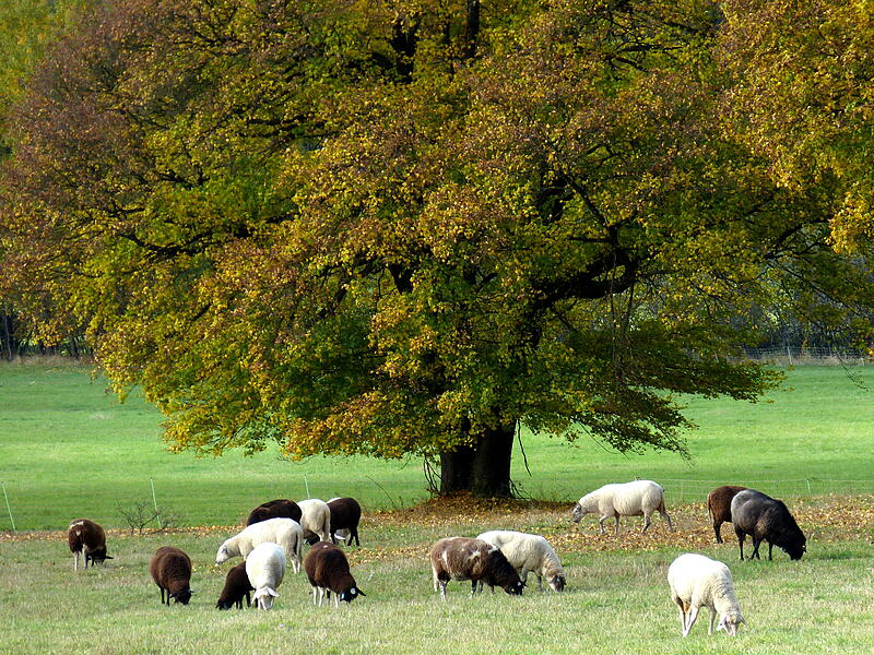 Schafe auf dem Weg zur Patzer-Kuppe. „Ein schwarzes Schaf gibt es bekanntlich in jeder Familie. In dieser Familie gibt es gleich mehrere“, schreibt der Leser.