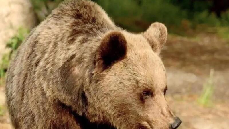 Braunbärin Bruna hat am Mittwoch vor einer Woche den Jogger Andrea P. in der Provinz Trentino tödlich verletzt. Braunbärin Bruna hat am Mittwoch vor einer Woche den Jogger Andrea P. in der Provinz Trentino tödlich verletzt.