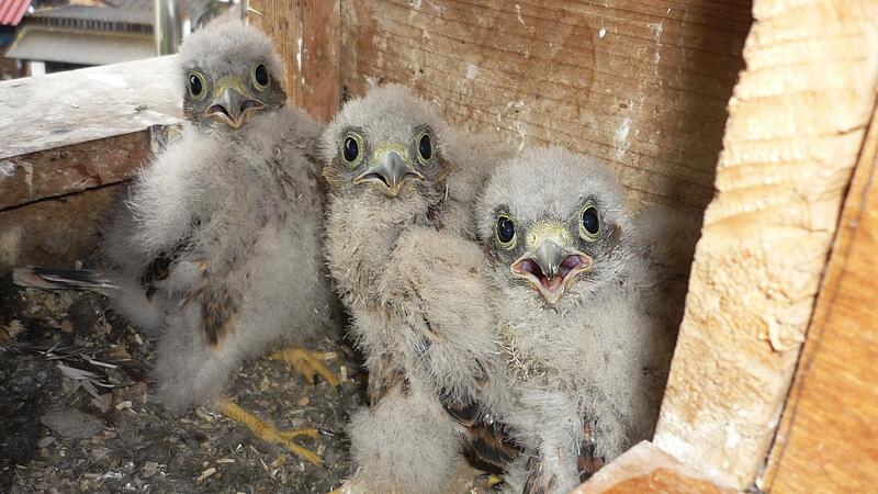 Gefiederter Nachwuchs: Diese drei s&uuml;&szlig;en Turmfalken sind vor kurzen in einer Wiesenthauer Scheune geboren.