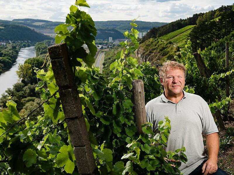 Ludwig Knoll vom Weingut am Stein in Würzburg: Er steckt Piwis in viele seiner Cuvées. Ludwig Knoll vom Weingut am Stein in Würzburg: Er steckt Piwis in viele seiner Cuvées.