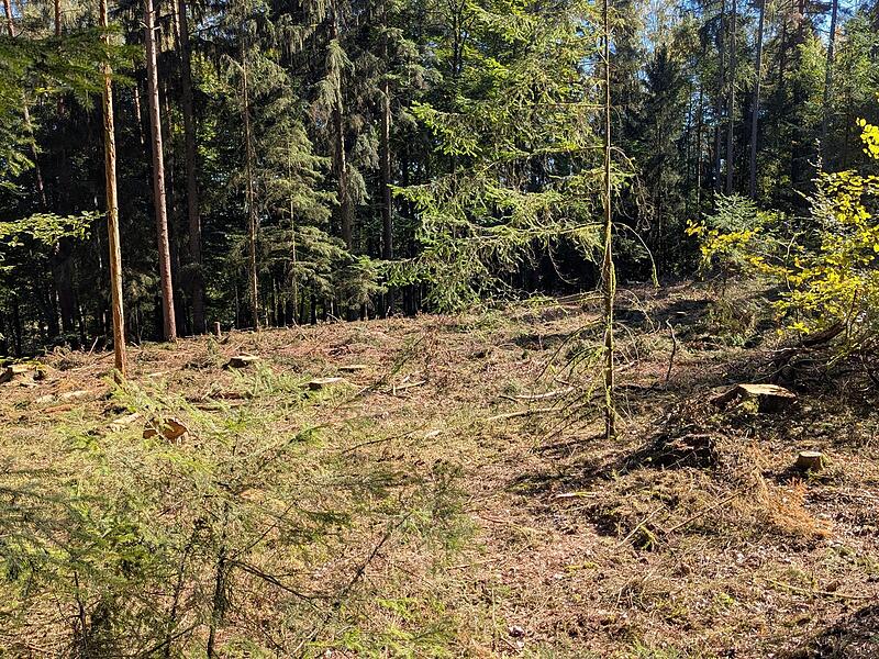 Wo fr&uuml;her Fichten standen, gibt es jetzt eine L&uuml;cke im Wald. Hier d&uuml;rfen die Kinder ihre Weltspartags-B&auml;ume pflanzen.Dagmar Besand