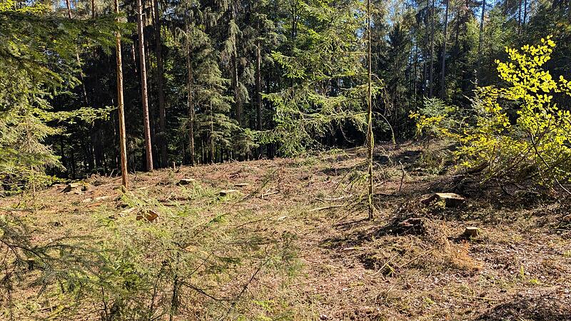 Wo fr&uuml;her Fichten standen, gibt es jetzt eine L&uuml;cke im Wald. Hier d&uuml;rfen die Kinder ihre Weltspartags-B&auml;ume pflanzen.Dagmar Besand