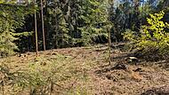 Wo früher Fichten standen, gibt es jetzt eine Lücke im Wald. Hier dürfen die Kinder ihre Weltspartags-Bäume pflanzen.Dagmar Besand Wo früher Fichten standen, gibt es jetzt eine Lücke im Wald. Hier dürfen die Kinder ihre Weltspartags-Bäume pflanzen.Dagmar Besand