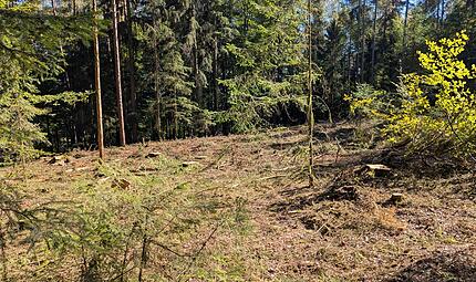 Wo früher Fichten standen, gibt es jetzt eine Lücke im Wald. Hier dürfen die Kinder ihre Weltspartags-Bäume pflanzen.Dagmar Besand Wo früher Fichten standen, gibt es jetzt eine Lücke im Wald. Hier dürfen die Kinder ihre Weltspartags-Bäume pflanzen.Dagmar Besand