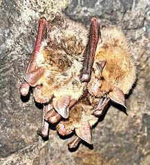 Drei Große Mausohren im Winterquartier. Drei Große Mausohren im Winterquartier.