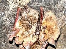 Drei Große Mausohren im Winterquartier. Drei Große Mausohren im Winterquartier.