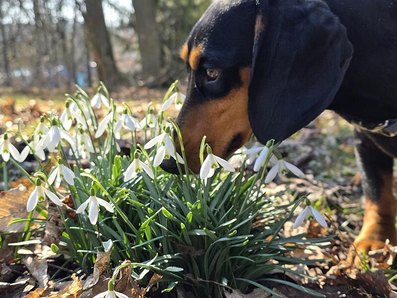Auch die ersten Fr&uuml;hbl&uuml;her m&uuml;ssen genauestens untersucht werden.