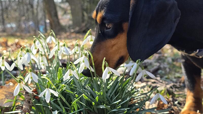 Auch die ersten Fr&uuml;hbl&uuml;her m&uuml;ssen genauestens untersucht werden.