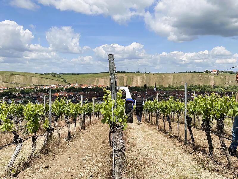 Da f&auml;hrt er: Zielgerichtet und geradlinig durchpfl&uuml;gt der Roboter die Weinbergszeile und lockert den Boden an den Rebst&ouml;cken.