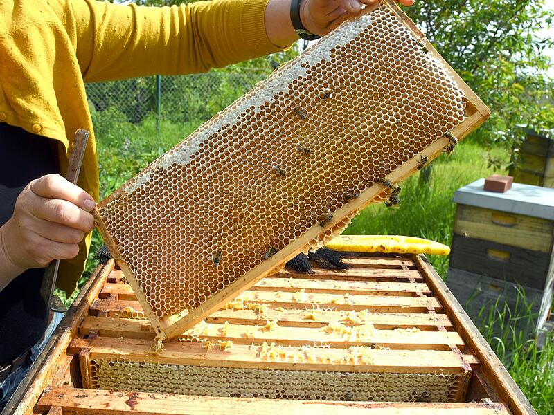 Hobbyimkerin im Süden Leipzigs