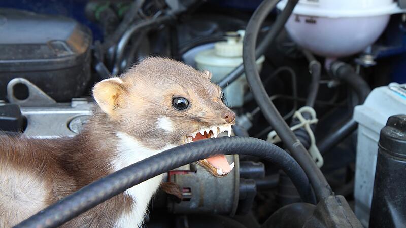 Marder im Auto: meist eine Katastrophe.