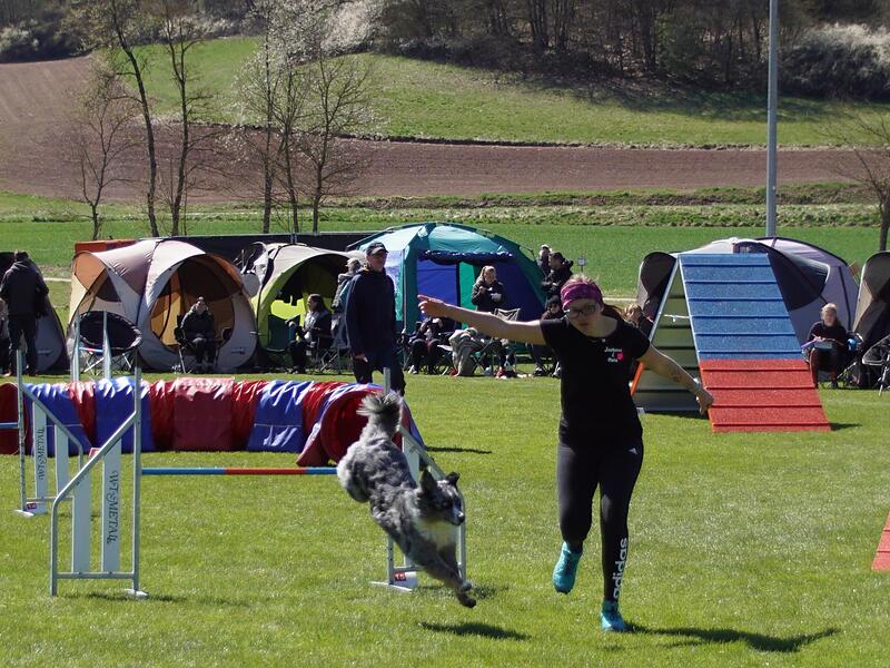 Nur mit Zurufen und Gesten lotsen die Zweibeiner die Vierbeiner durch den Parcours.