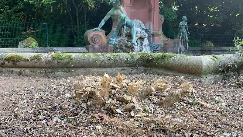 Die Buchsbäume rund um den Herzog-Alfred-Brunnen wurden von Buchsbaumzünslern derart abgefressen, dass dem Grünflächenamt nichts anderes übrig blieb, als die Buchsbäume radikal zu stutzen.
