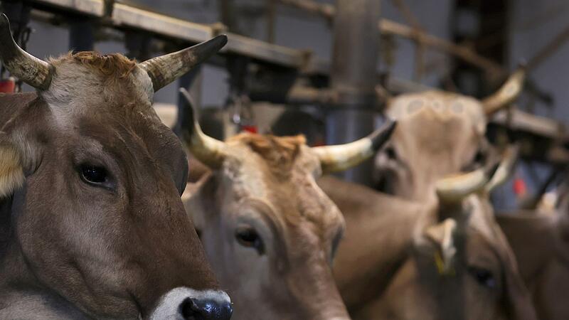 Prozess wegen Tierquälerei Prozess wegen Tierquälerei