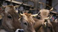 Prozess wegen Tierquälerei Prozess wegen Tierquälerei
