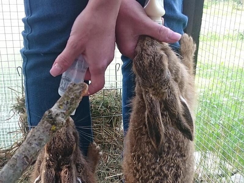 Feldhasen haben eine empfindlichen Darm.Forchheim & Fränkische Schweiz Feldhasen haben eine empfindlichen Darm.Forchheim & Fränkische Schweiz