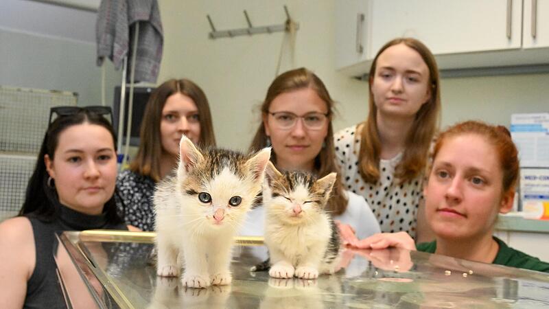 Das Bamberger Tierheim feiert Sommerfest. Auch das Team der Kampagne „Für die Katz“ ist auf dem Fest vertreten, um erneut für die Kastrations- und Kennzeichnungspflicht zu werben.Tierpflegerin Nina (rechts) mit den beiden Katzen-Waisen, um deren Ü...