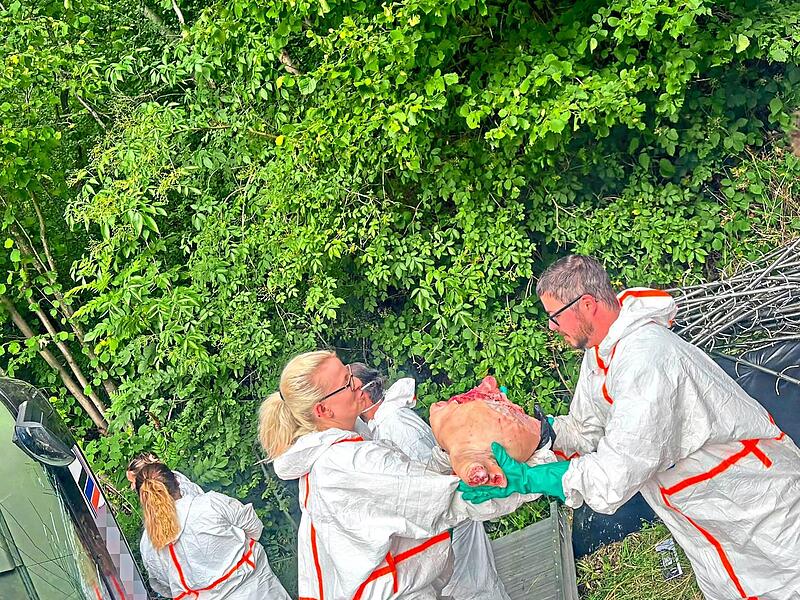 Die gek&uuml;hlten Schweinekeulen mussten von Hand umgeladen werden.