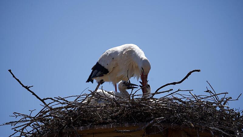 Auch das Nest auf dem Dach von Schloss Steinenhausen ist in diesem Jahr besetzt.