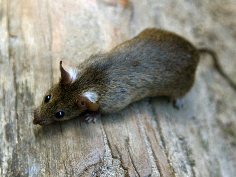 Ratte Ratte
